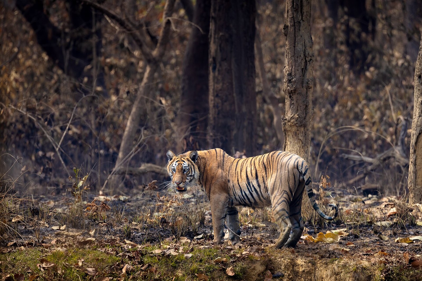 Bardia National Park